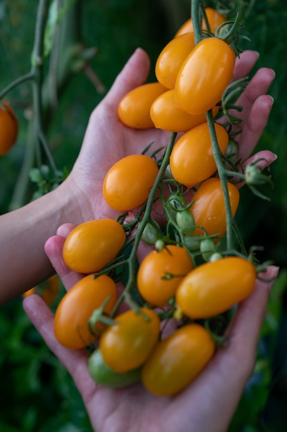 Zbliżenie rolnik ręki zbiera pomidoru w ogródzie. Ręce rolników ze świeżych pomidorów.