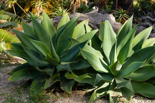 Zbliżenie roślin Agave attenuata w ogrodzie botanicznym