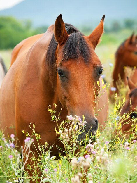 Zdjęcie zbliżenie roślin jedzących konie