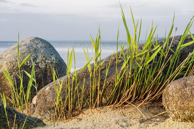 Zdjęcie zbliżenie roślin na plaży na tle nieba