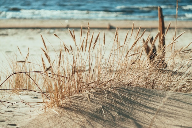 Zbliżenie roślin na plaży