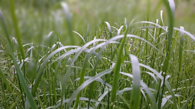 Zdjęcie zbliżenie roślin rosnących na polu