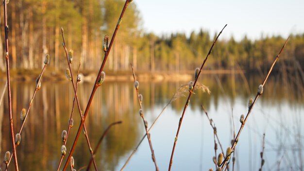 Zdjęcie zbliżenie roślin rosnących na polu