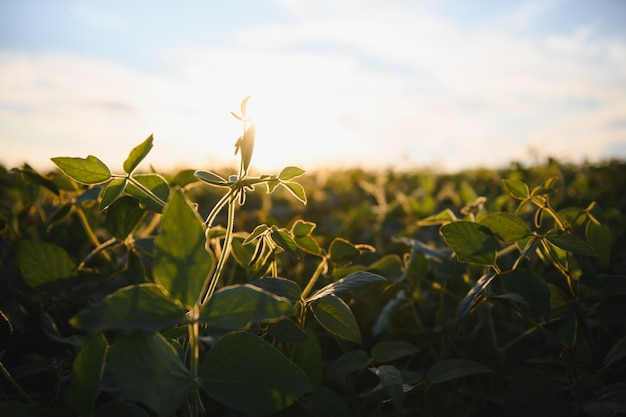 Zbliżenie roślin soi w uprawnych polach rolnych, rolnictwie i ochronie roślin.