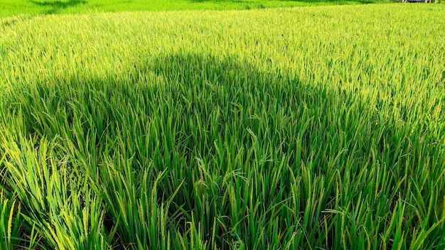 zbliżenie roślin zielonego ryżu