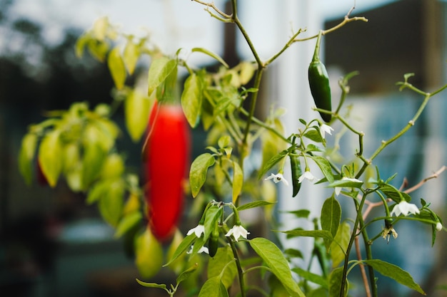 Zdjęcie zbliżenie rośliny czerwonej papryki chili