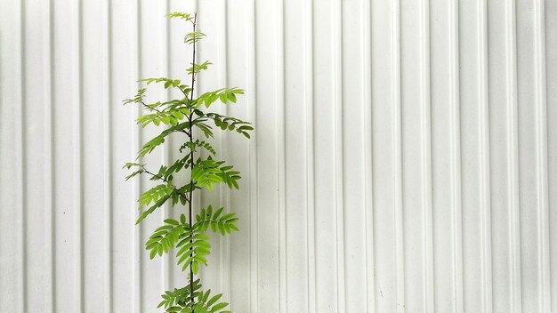Zbliżenie rośliny do ściany