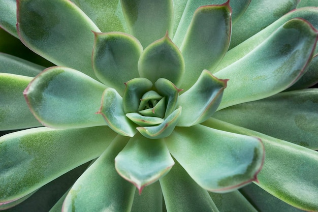 Zbliżenie rośliny Echeveria