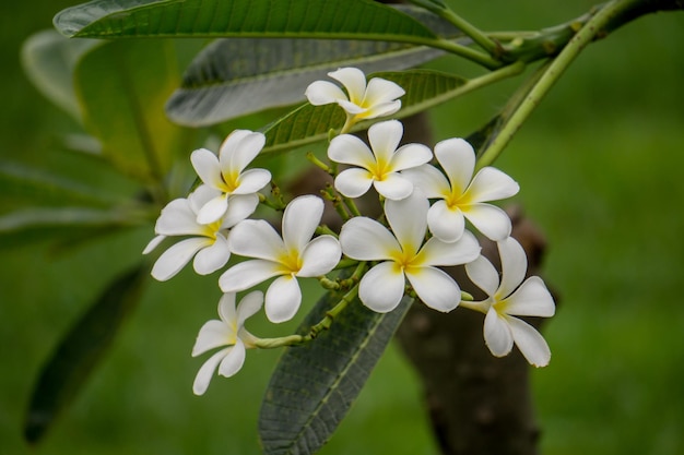 Zbliżenie rośliny frangipani