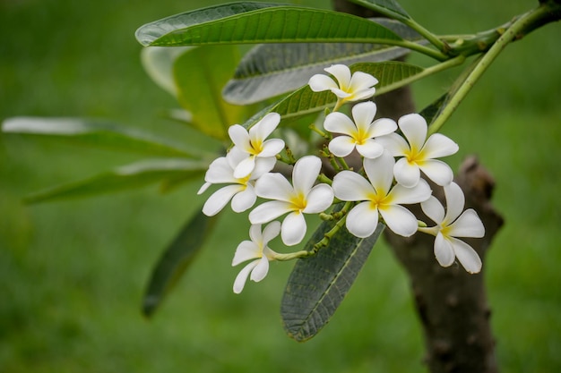 Zbliżenie rośliny frangipani