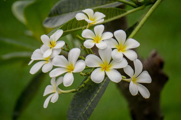 Zbliżenie rośliny frangipani