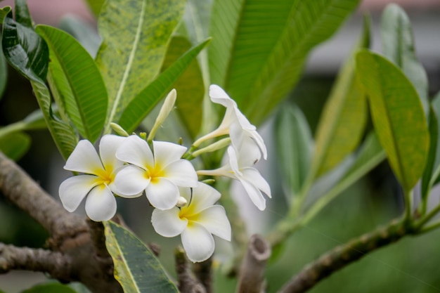 Zbliżenie rośliny frangipani