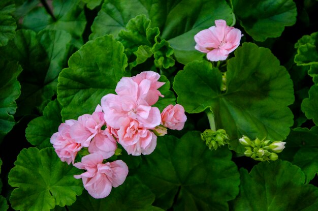 Zdjęcie zbliżenie rośliny geranium z zielonym liściem pelargonium różowy