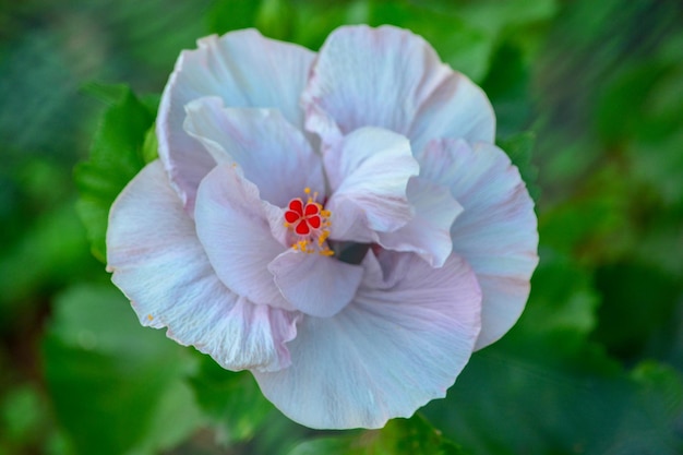 Zbliżenie rośliny hibiskusa