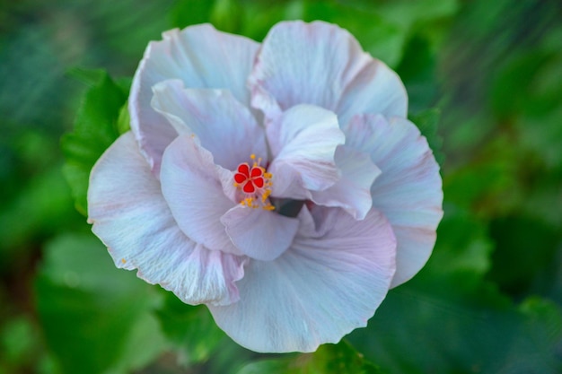 Zdjęcie zbliżenie rośliny hibiskusa