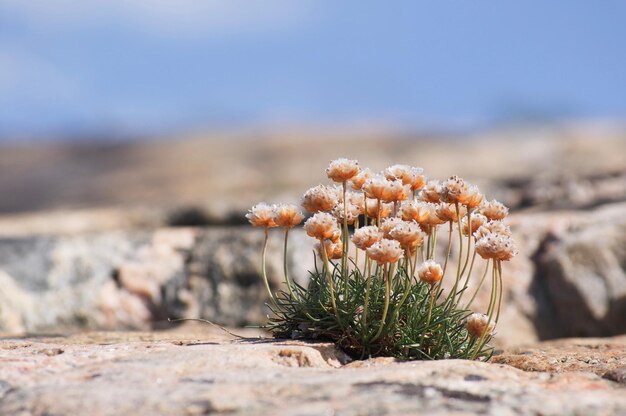 Zdjęcie zbliżenie rośliny kwitnącej na skale