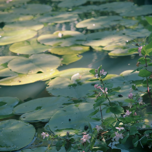 Zdjęcie zbliżenie rośliny kwitnącej na tle jeziora