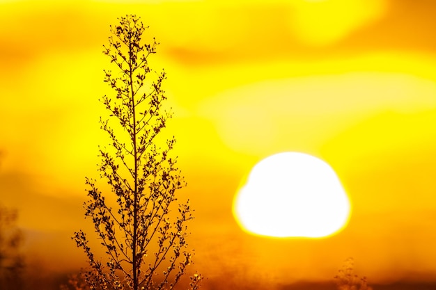Zdjęcie zbliżenie rośliny na tle świecącego słońca podczas zachodu słońca