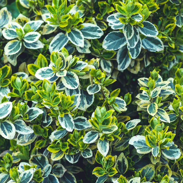 Zbliżenie rośliny ogrodowej Euonymus Zielone liście wzór lato naturalne tło tapety Tekstura świeżego krzewu liści Zieleń tło dla projektu