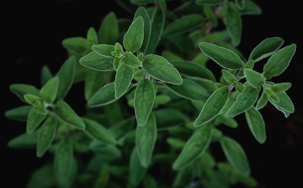 zbliżenie rośliny oregano, tło