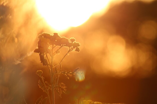 Zdjęcie zbliżenie rośliny rosnącej na polu na tle nieba podczas zachodu słońca