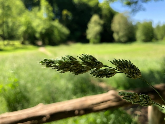 Zdjęcie zbliżenie rośliny rosnącej na polu