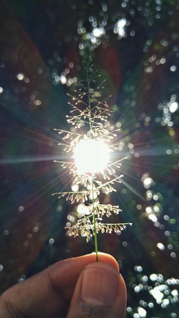 Zdjęcie zbliżenie rośliny trzymającej się za rękę w świetle słonecznym