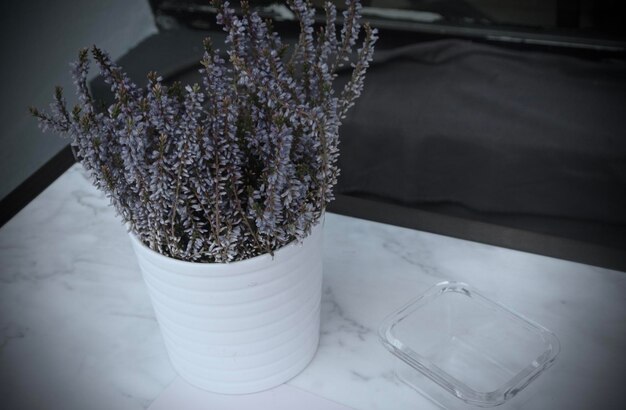 Zdjęcie zbliżenie rośliny w doniczce na stole