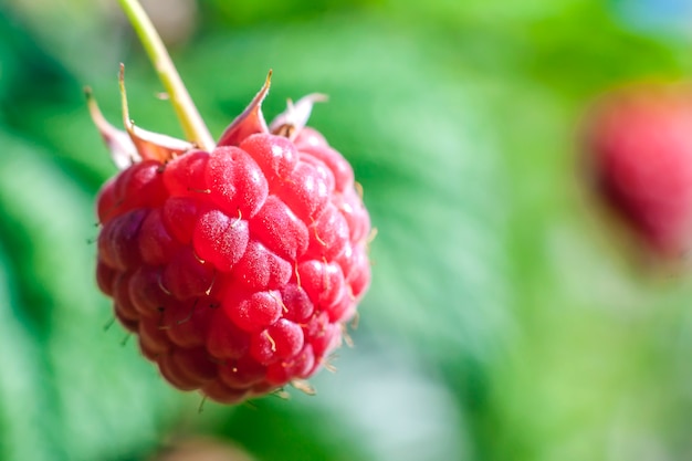 Zbliżenie Rosnące Maliny Organiczne. Dojrzałe Maliny W Ogrodzie Owocowym. Selektywne Ustawianie Ostrości.