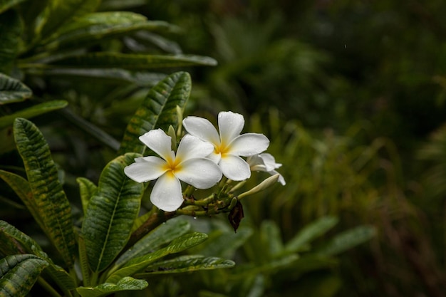 Zbliżenie rosnącego na roślinie frangipani