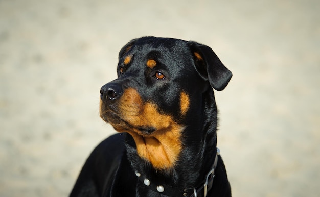 Zbliżenie rottweilera