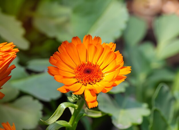 Zbliżenie różnorodności kwiatów Calendula marigold Pacific Apricot Beauty