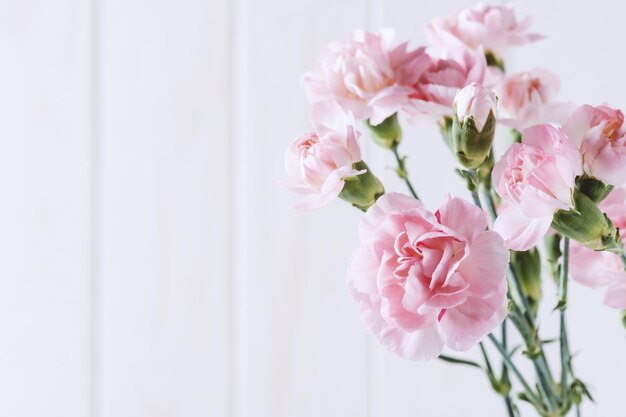 Zbliżenie różowe kwiaty goździka kwitną płytkiej głębi ostrości