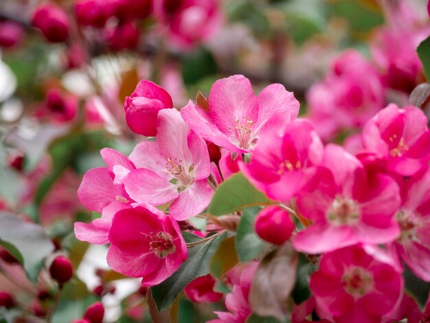 Zbliżenie różowe kwiaty Naturalne tła kwiatu do różnych celów Koncepcja alergii podczas kwitnienia Piękno wiosny