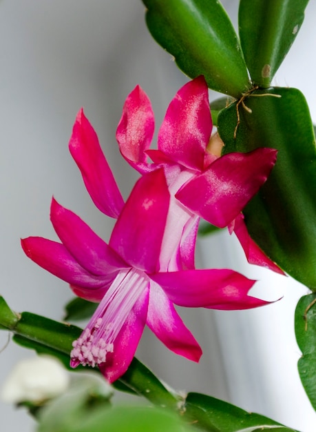 Zbliżenie: różowe kwiaty zygocactus lub rośliny doniczkowej choinki