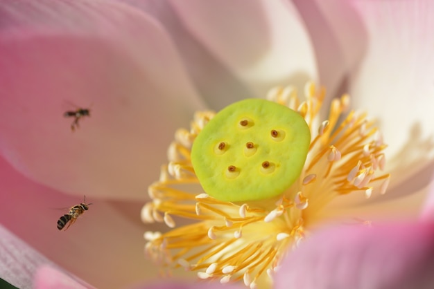 Zdjęcie zbliżenie różowe kwitnące kwiaty lotosu