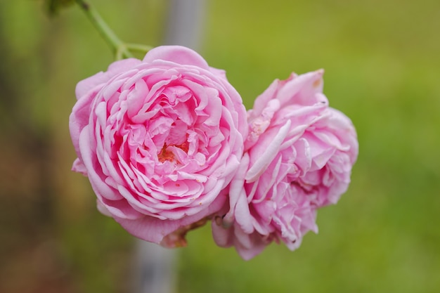 Zbliżenie Różowe Róże Na Tle Zielonych Liści W Ogrodzie Na świeżym Powietrzu