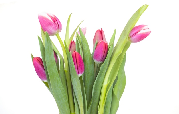 Zbliżenie różowe tulipany na białym tle