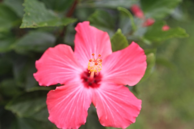 Zbliżenie różowego hibiskusa kwitnącego na świeżym powietrzu