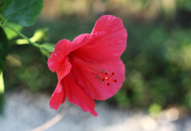 Zdjęcie zbliżenie różowego hibiskusa