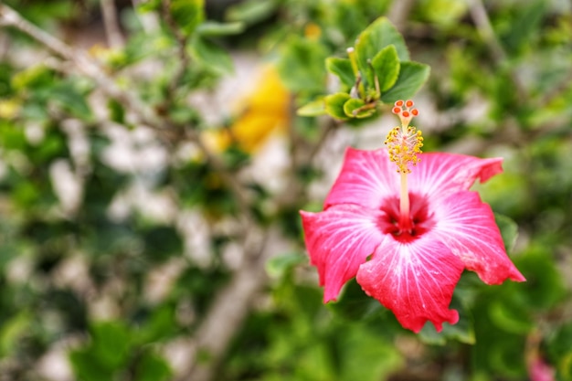 Zbliżenie różowego hibiskusa