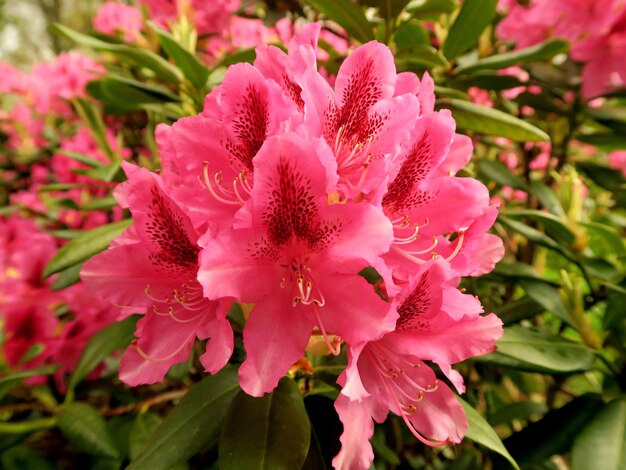 Zdjęcie zbliżenie różowego kwiatu azalii