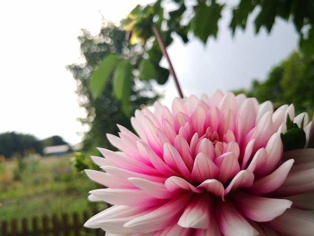 Zdjęcie zbliżenie różowego kwiatu dalii