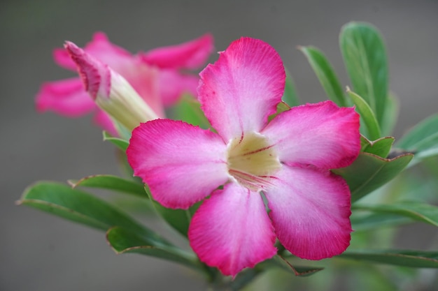 zbliżenie różowego kwiatu frangipani adenium obesum