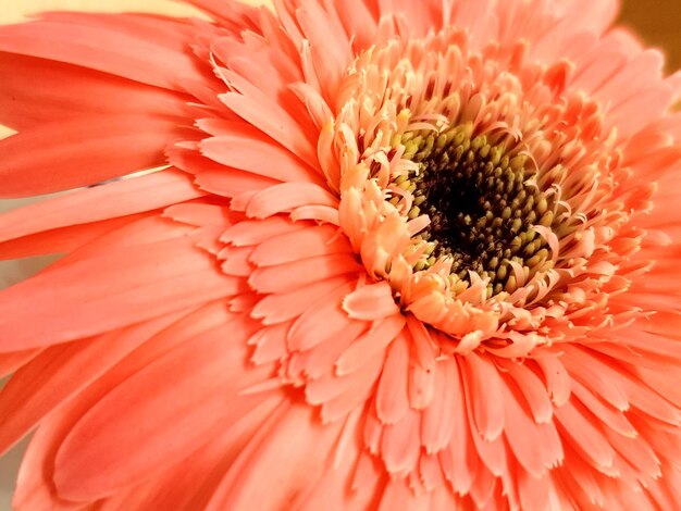 Zdjęcie zbliżenie różowego kwiatu margaretki
