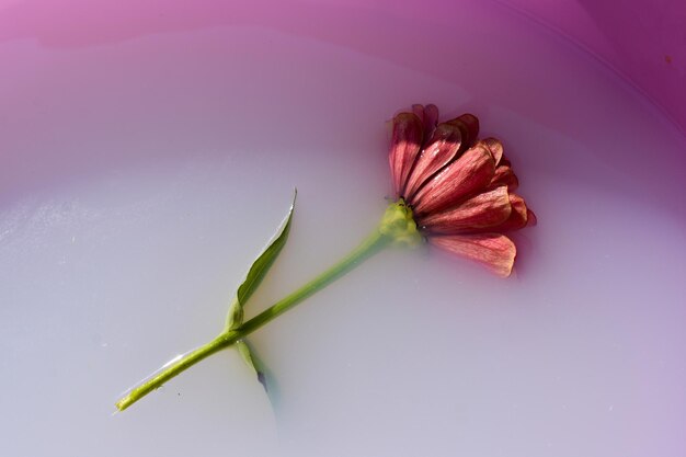 Zdjęcie zbliżenie różowego kwiatu na białym tle