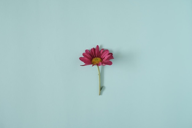 Zdjęcie zbliżenie różowego kwiatu na białym tle