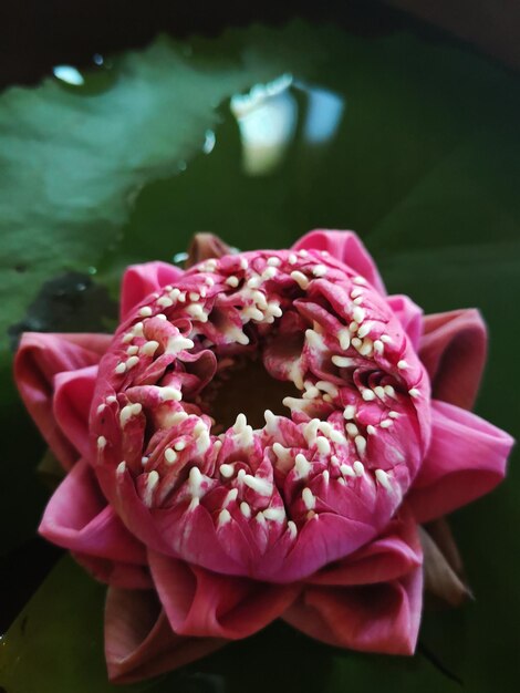 Zdjęcie zbliżenie różowego kwiatu róży