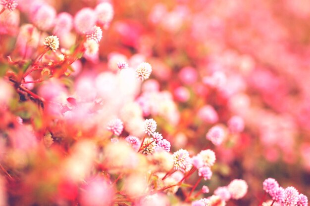 Zdjęcie zbliżenie różowego kwiatu wiśni
