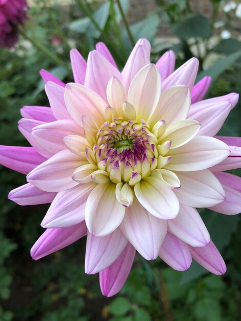 Zdjęcie zbliżenie różowego kwiatu